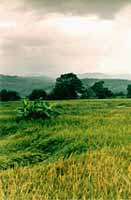 ricefield